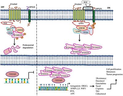 Role of DNA Methylation in the Resistance to Therapy in Solid Tumors